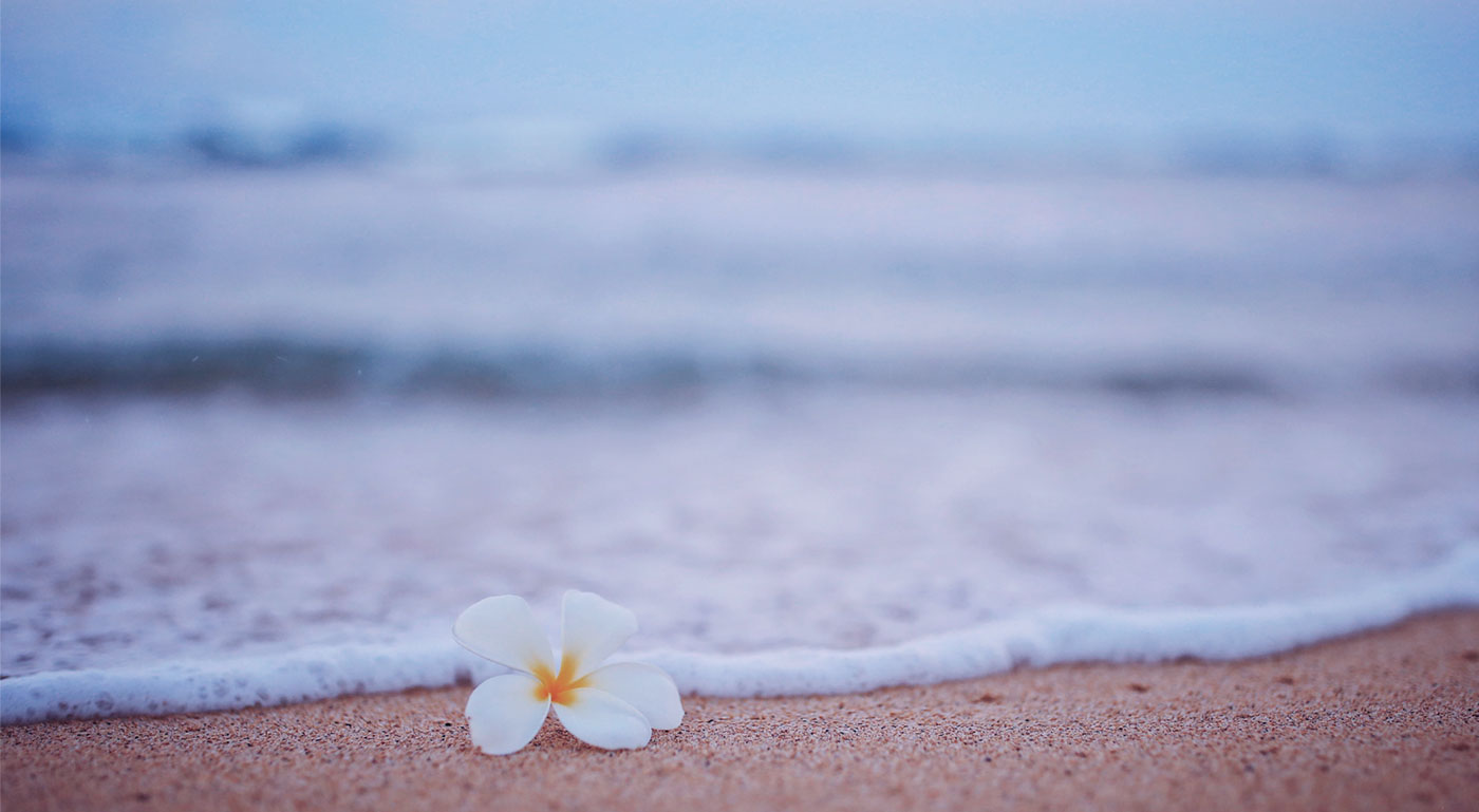 arena y flor en la playa