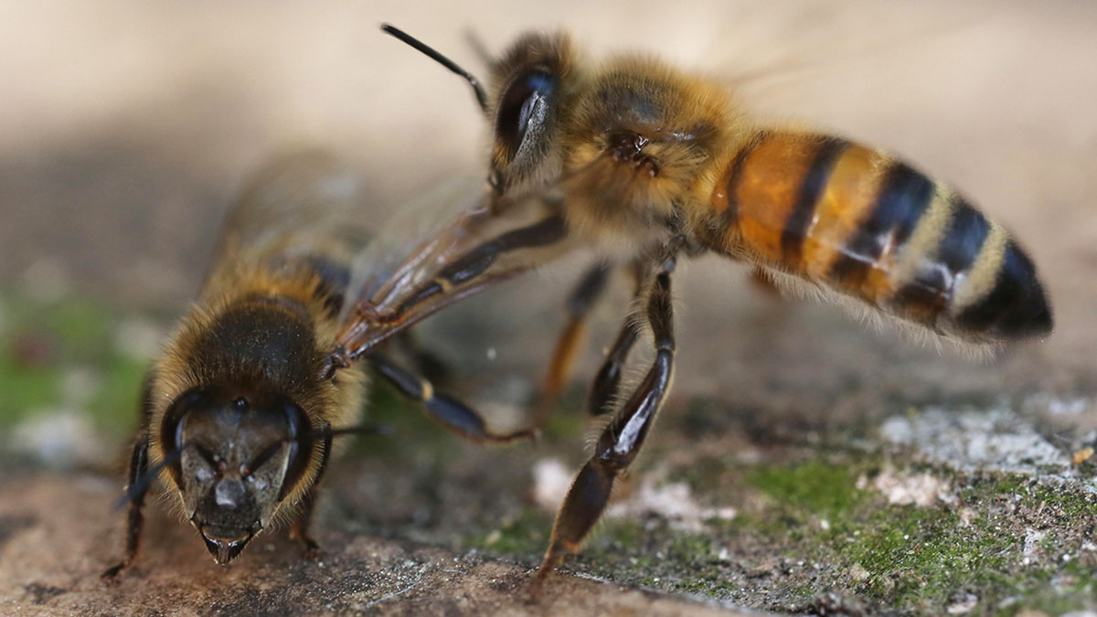 Abeja funeraria retirando el cadáver de una abeja muerta