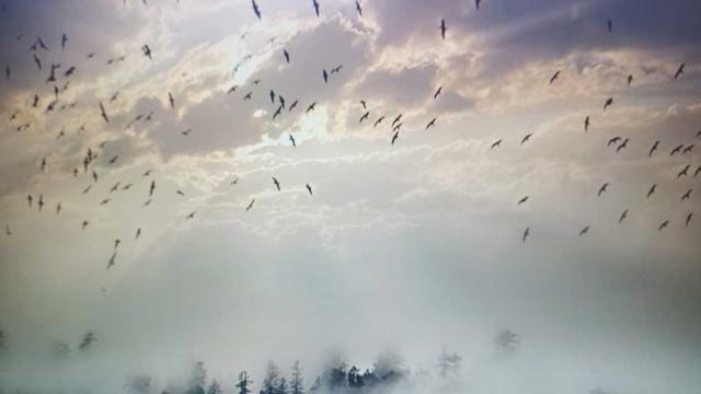 Pájaros volando sobre un bosque