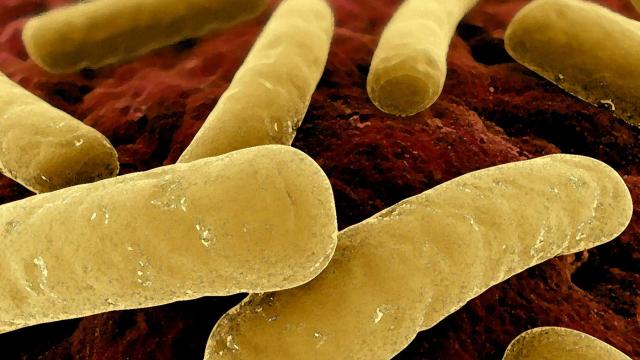 Ilustración de una bacteria del género Clostridium