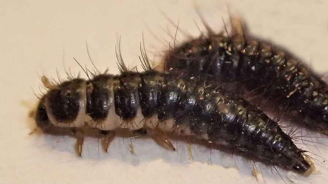 larva escarabajo necrófoga