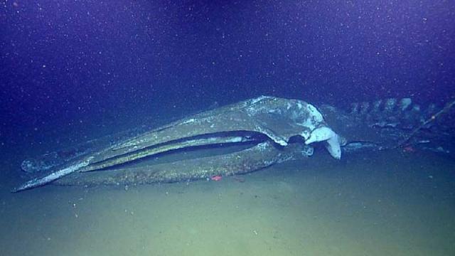 Vida en el cadaver de una ballena en las profundidades marinas